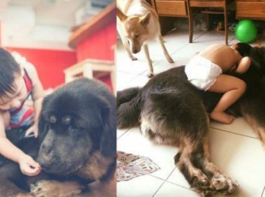 遭受弃养獒犬 收编后要有弟弟陪伴才敢吃饭