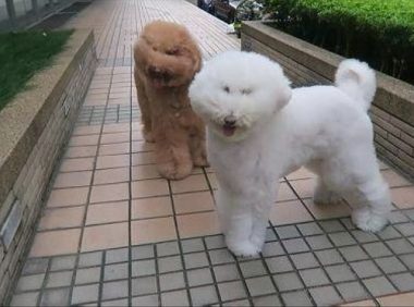 外边的风太大，贵宾犬的眼睛都被吹遮上了，狗：母亲我要回家！