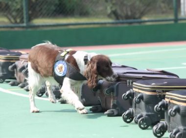 我收养了一只退役警犬