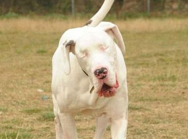 狗狗5岁时失明变抑郁，而同伴却对它不离不弃，成为它新的眼睛！