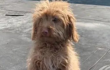 泰迪狗狗在流浪，跟路过的人乞讨，拱手的样子让人心疼