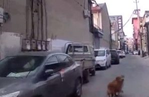 黄金猎犬发现主人昏倒 将医疗人员引导到主人身边