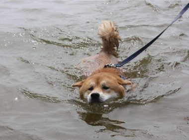 柴犬的性格比较温和, 但是也会做出一些比较鲁莽的行为