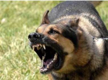 河南安阳“狗咬人”事件大局已定,狗主人嚣张跋扈,已被停职处理