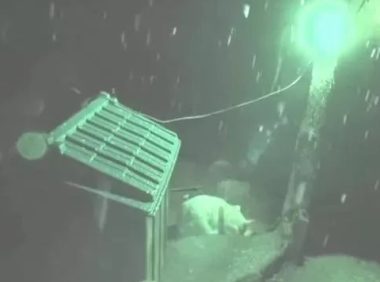 小狗将食材分到流浪犬,还让流浪犬睡在狗狗的窝里,它却躺在外边留宿