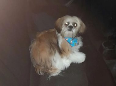 乘客没付钱留狗子抵债，司机懵了：我这就有狗了？