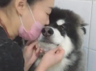 带阿拉斯加犬去冼澡,却遭遇女店员狂吻,狗狗:长得帅便是苦恼多