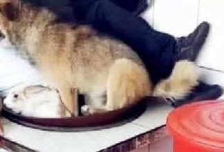 兔子和主人相拥睡觉,狗子一脸懵逼,狗子:你别着急