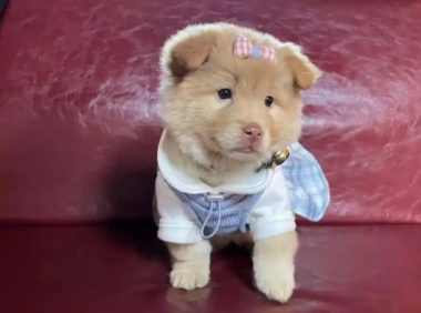 1200元买到疑似星期狗 谁该为潜伏的犬瘟买单？