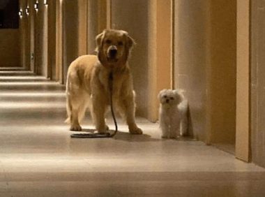 主人墨迹迟迟不出门，两只狗狗转身就飞奔起来：再见，我要去远航