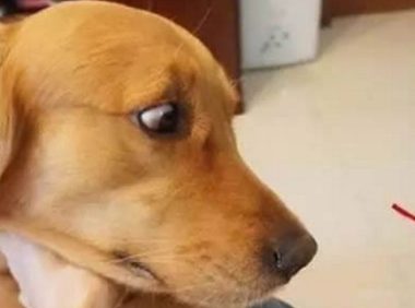 铲屎官竟那样欺压金毛，竟然当狗狗面吃了牛肉干，金毛：没有那样欺压狗的