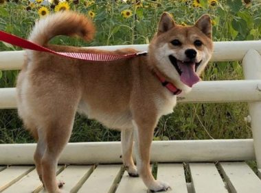 超偏心柴犬,见到男主人立刻飞奔求拥抱,对女主人却一脸冷漠