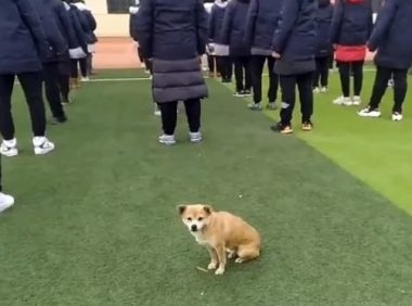 活得比宠物狗还滋润的流浪狗,被全校师生宠爱,却因高考关禁闭