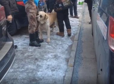 繁殖犬肚子里没小狗，主人就要一棒子打死它，狗主：这窝没下崽，我伺候它干啥