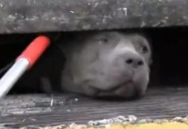 斗牛犬被卡在下水道 被救出的一瞬间世界都亮了