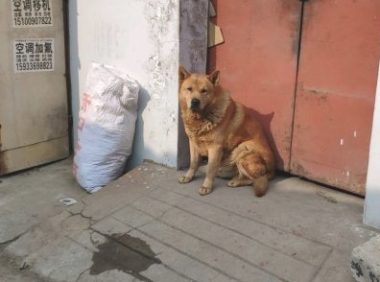土狗老往外跑，网友一气之下把它轰出去了，它却害怕跑去旅游