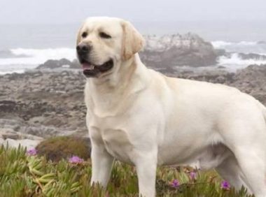 狗狗离家出走主人很困扰，每次都是同个地方，原因让警察哭笑不得