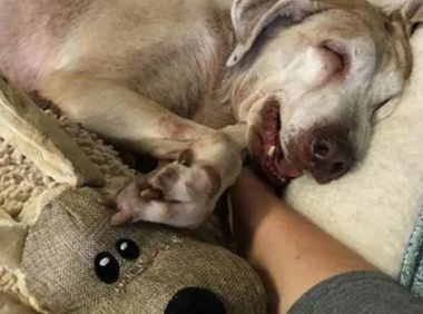 爱犬暴亡受打击 狱警变“神医”给警犬针灸治疗