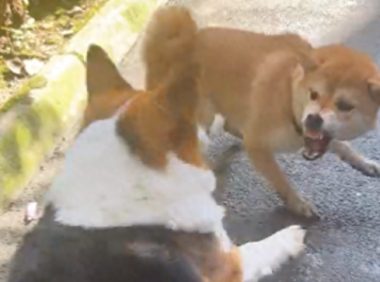 柴犬和柯基打架，它碰瓷假装受伤了抬起脚嗷嗷叫！