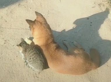 小伙巧遇猫跟狗，猫靠在狗的身旁，网民：气体中散发着恋爱的味道
