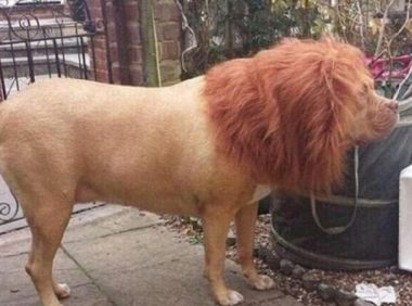 男人给狗狗换了个头型,带出来溜达认为是狮子座