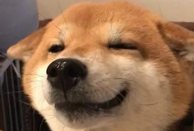 柴犬的“微笑”让人无法招架，论谄媚发嗲，人类都比不过这只柴犬