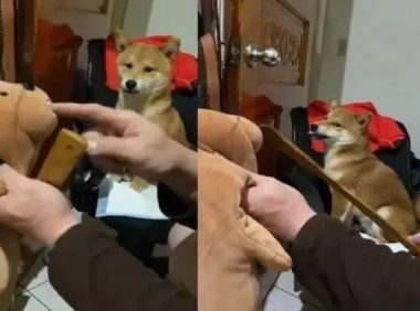 以便文化教育咬人的柴犬，主人用这招确实合理喔
