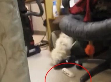 狗狗在家搞破坏,被现场抓包后先是一愣,接下来的反应够我笑半年