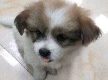 流浪犬躲在大门口供暖遭消费者看不上被连踢三脚,女生霸气侧漏带著小狗离去