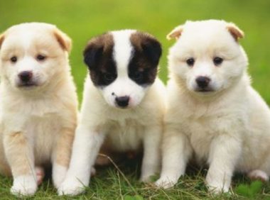 弱小的流浪狗被欺负，狗嘴被鞭炮无情炸伤