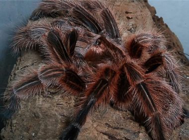 智利火玫瑰身份信息