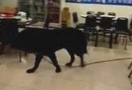 獒犬扯断绳溜出门 在热炒店逛大街吓得客人都不敢动