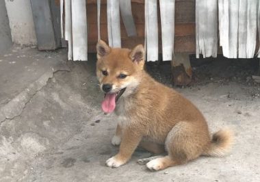 柴犬忽然听见有奇怪的声音，走以往看过一下，結果被吓退了