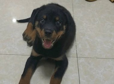 主人不让小狗出去玩，居然耍脾气，结果顿揍