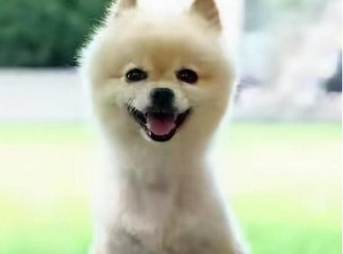 宠物犬景区被土狗咬伤,男子投诉至各级平台,要求当地承认不作为