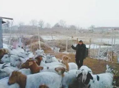 狗愤怒了咬自己主人 | 东营市民养了七年多爱犬 突然发狂咬伤主人