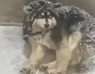 主人狠心把狗狗赶到雪地里睡觉，路人看见后却拍手叫好！