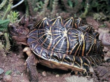 几何陆龟身份信息