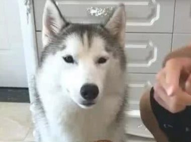 主人让二哈看管烤鸭,小金毛狗狗回来偷食,二哈:这锅我并不背