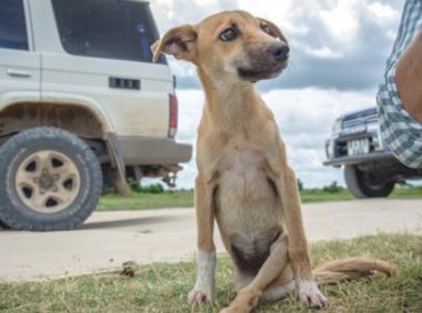 顽强小狗拖着腿自身爬到救助地，它用开朗心态向人救助