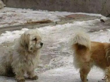 因狗粮太贵买不起,收养汉无奈自己制作,没想到狗狗吃了以后…