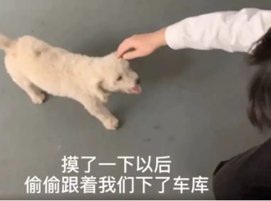 旅游时被一只狗狗赖上，带回家后才发现：捡到宝了！