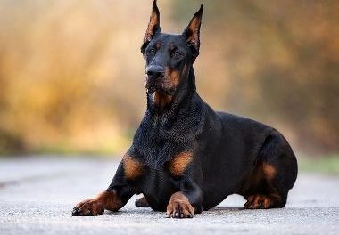 全城出击!云南昭通“最强限狗令”来袭,遛狗限凌晨还要戴口罩?