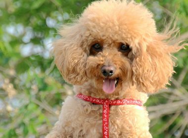 偷盗30万的贵宾犬 钱没到手人却被抓了