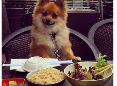 芝加哥酒店为宠物配备大厨，制作猫狗爱吃的食物