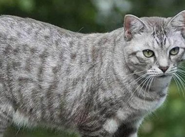 北京人每年为宠物花12亿 在册犬已达53.4万