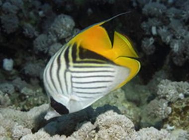 人字蝶身份信息