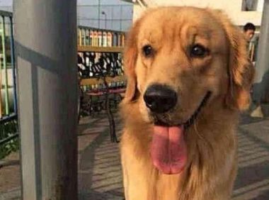 狗狗被逼迫送走，很多年金毛临终前主人来探望，狗的反映令人戳心