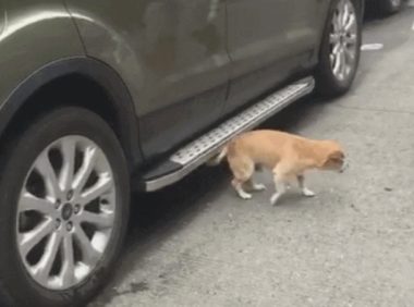 狗狗跑进底盘，本认为要挠痒痒，結果天马行空的伸出车！