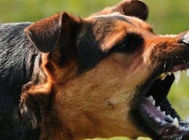 不拴狗绳遛狗，中型犬尖叫吓倒老人